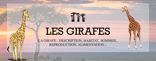 LA GIRAFE : DESCRIPTION, HABITAT, SOMMEIL, REPRODUCTION, ALIMENTATION