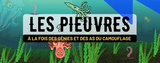 LA PIEUVRE, UN AS DU CAMOUFLAGE ET DE L’INTELLIGENCE