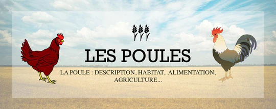 LA POULE : DESCRIPTION, HABITAT, ALIMENTATION, AGRICULTURE...