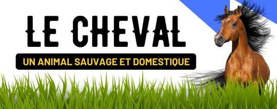 LE CHEVAL : UN ANIMAL SAUVAGE ET DOMESTIQUE !